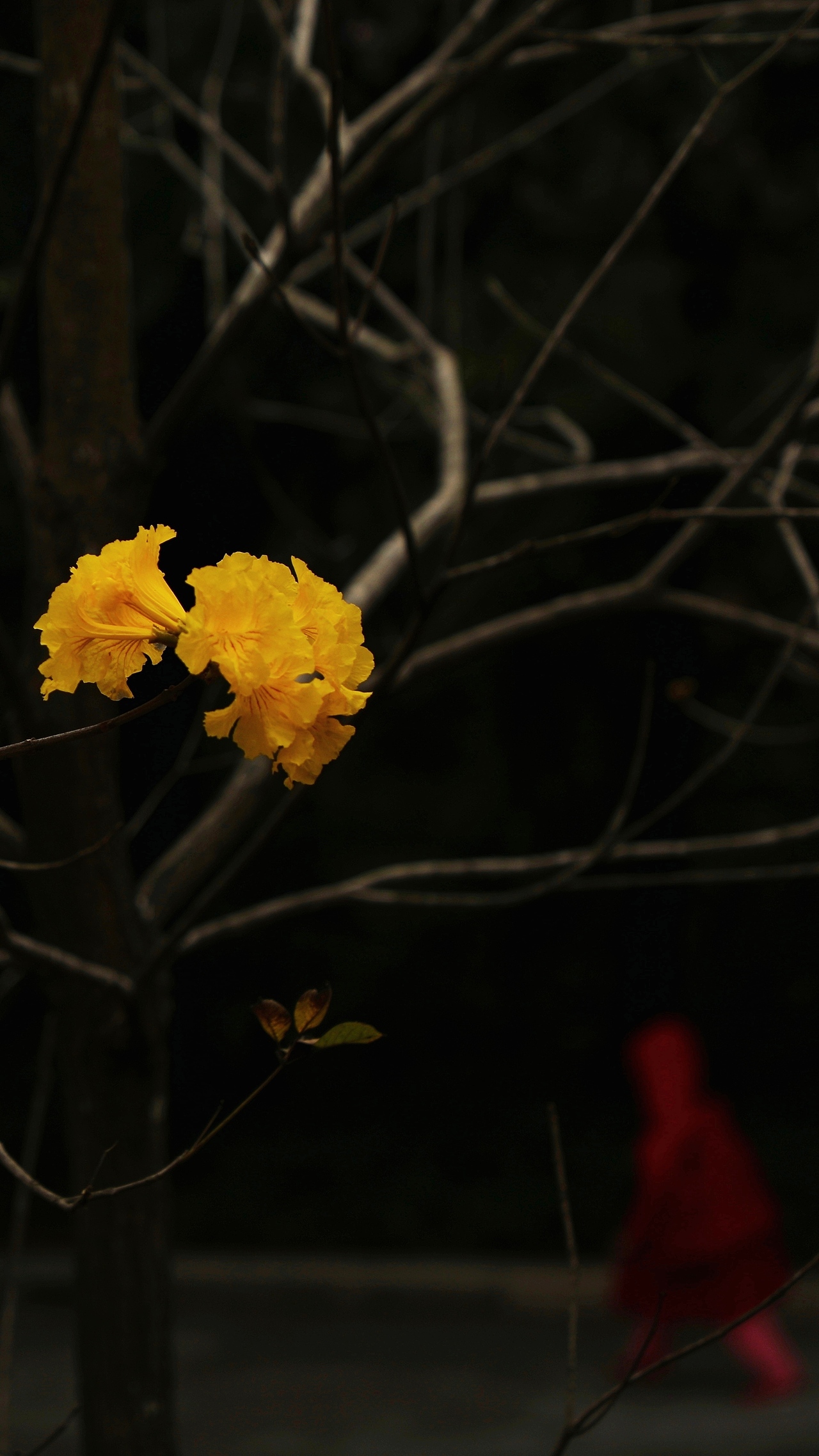 春 花（图ZMTk5Mzg1MTAw） - 人文/纪实摄影 - 站酷设计师白日梦想家2012原创素材 - 站酷ZCOOL