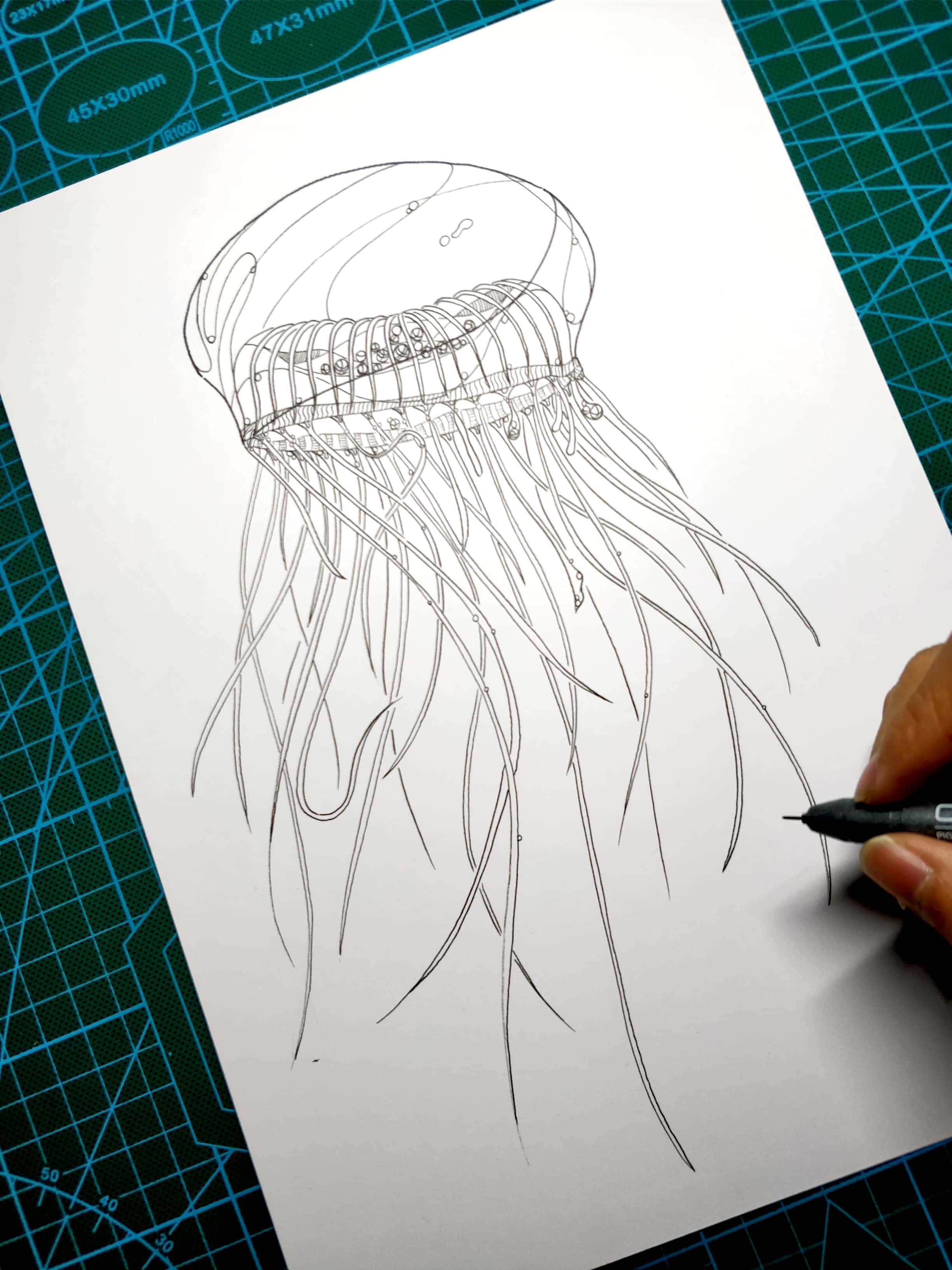 水母手绘铅笔图片