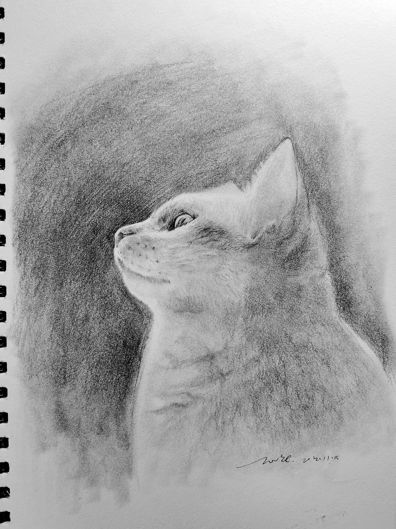 画个猫咪给你撸