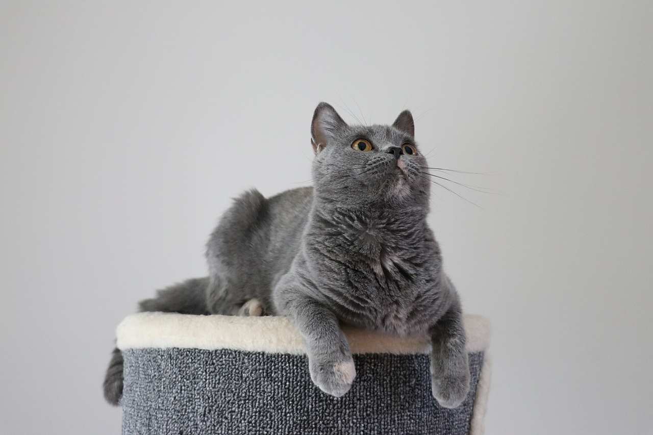 沐米猫舍 种猫MM-英短蓝乳色-阿萝-英国短毛猫