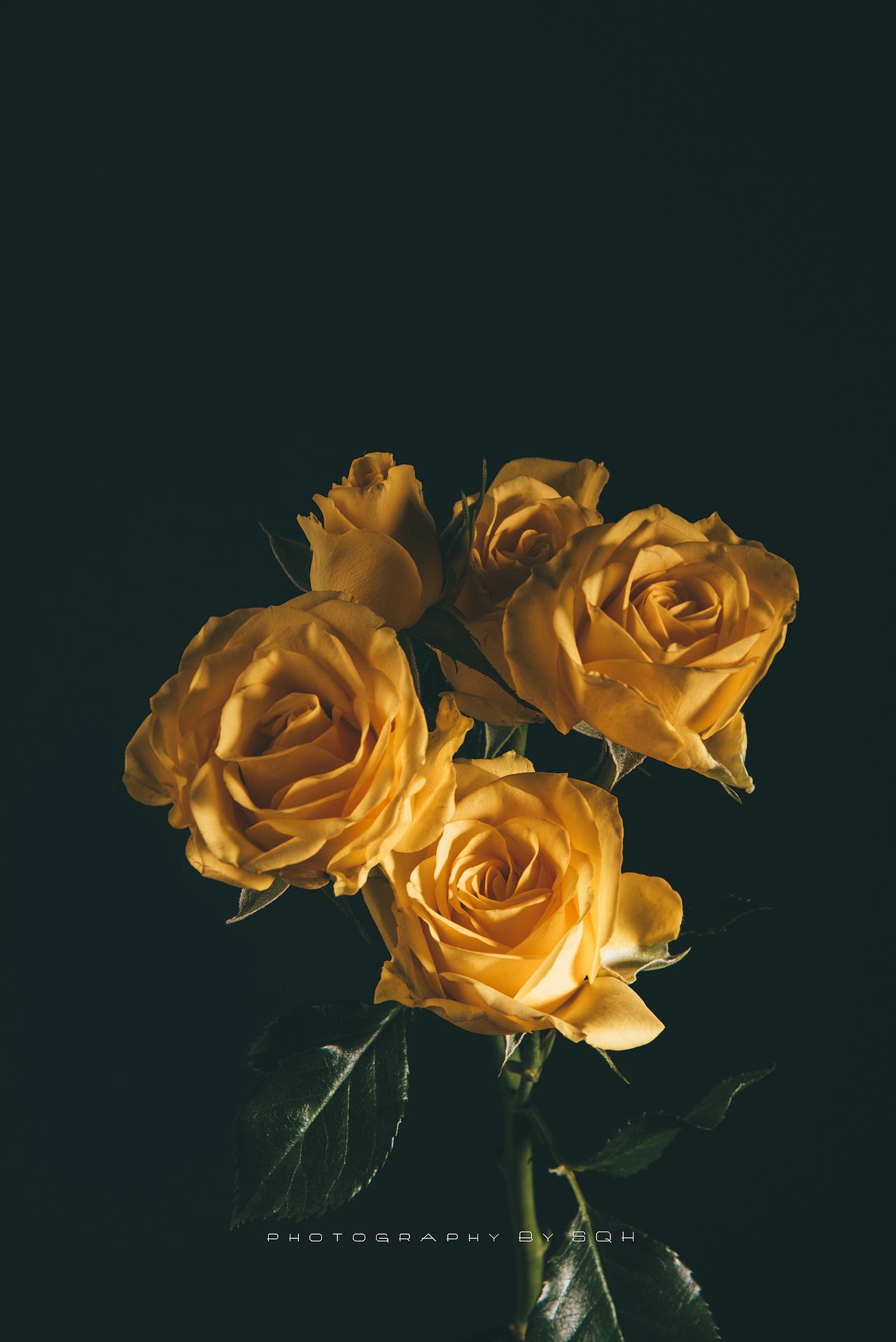 多头玫瑰静物玫瑰花卉摄影