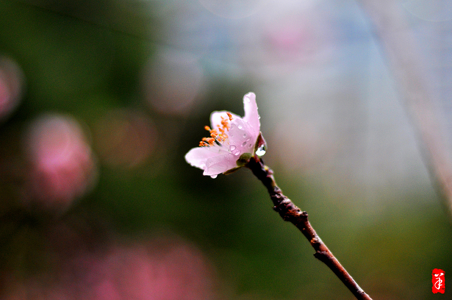 2014春·深圳大学桃花朵朵（图ZMTQwOTUwNDg=） - 风光摄影 - 站酷设计师szuedu2005原创素材 - 站酷ZCOOL
