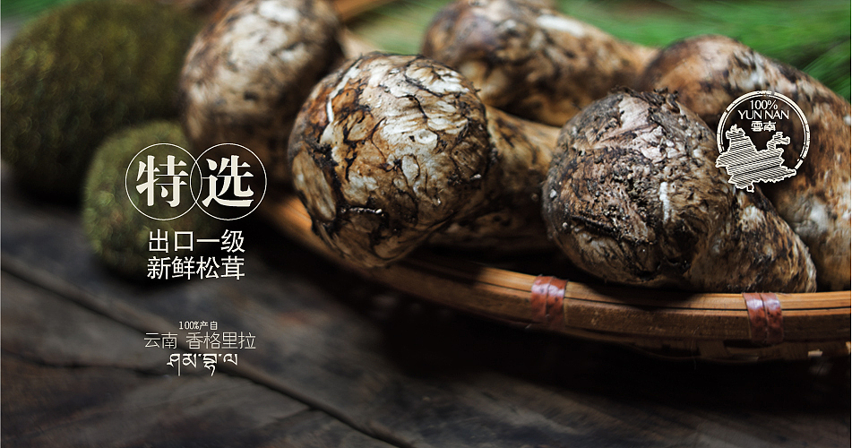 健膳乐食2015版松茸设计