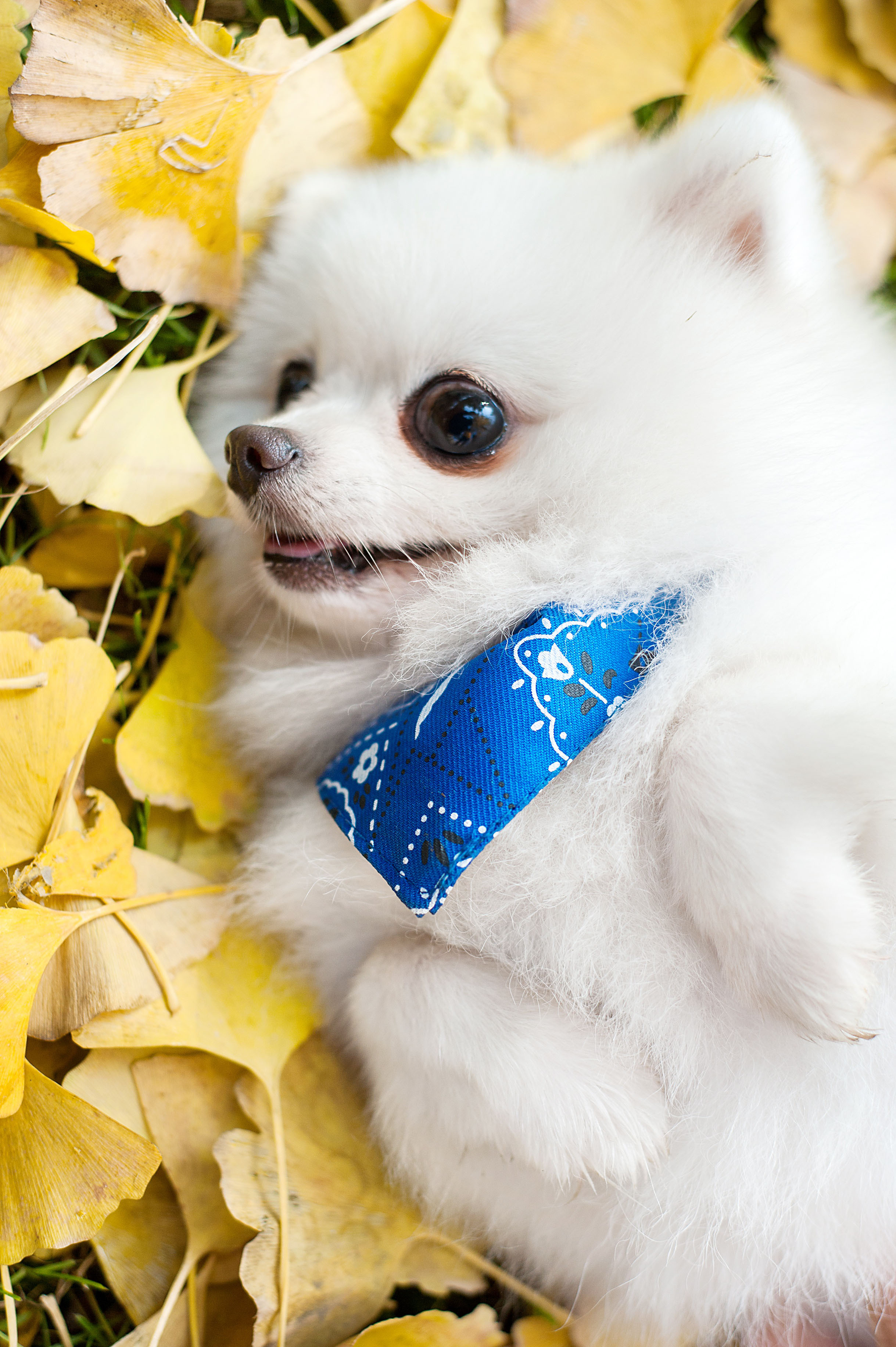 最近几张萌娃的外景照|摄影|动物|huahua456 - 原创作品 - 站酷