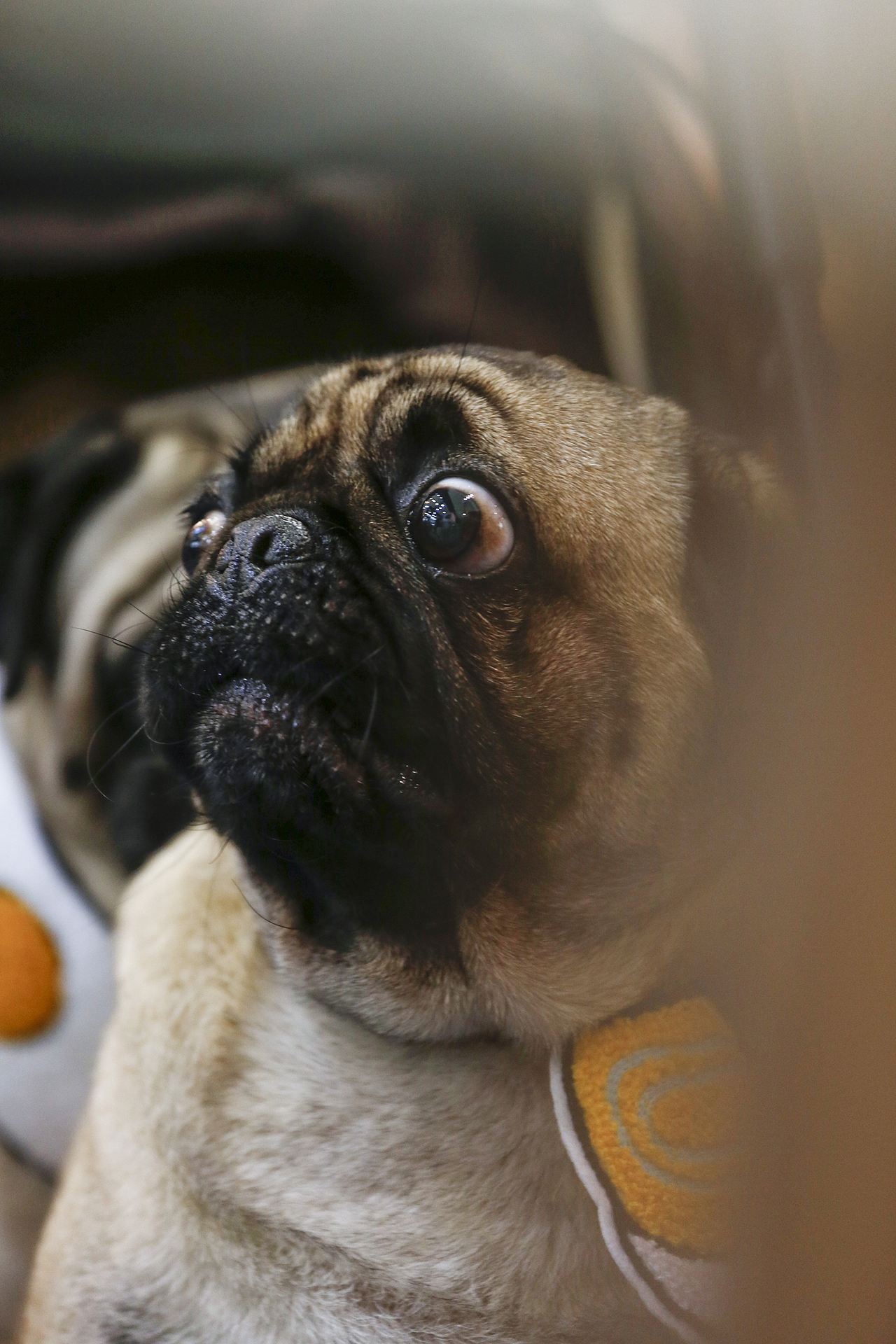 2019年5月广州琶洲华南宠物用品展