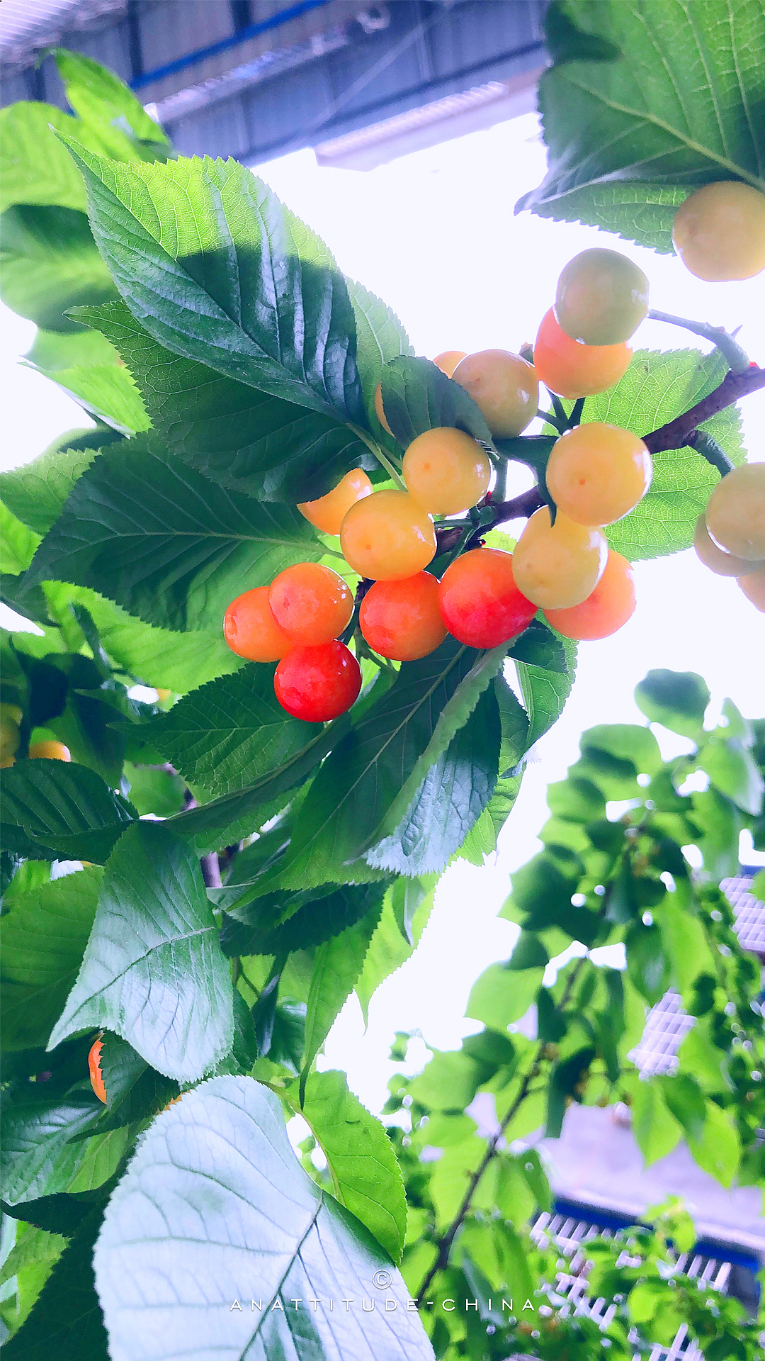 四川绵阳·西山公园（图ZMjA1MzY1MzIw） - 风光摄影 - 站酷设计师CHNLIU原创素材 - 站酷ZCOOL