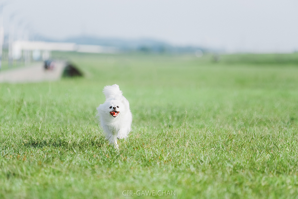 冰糖（客片）（图ZMTI0MDQxNzgw） - 宠物摄影 - 站酷设计师C陳GAWEICHAN原创素材 - 站酷ZCOOL