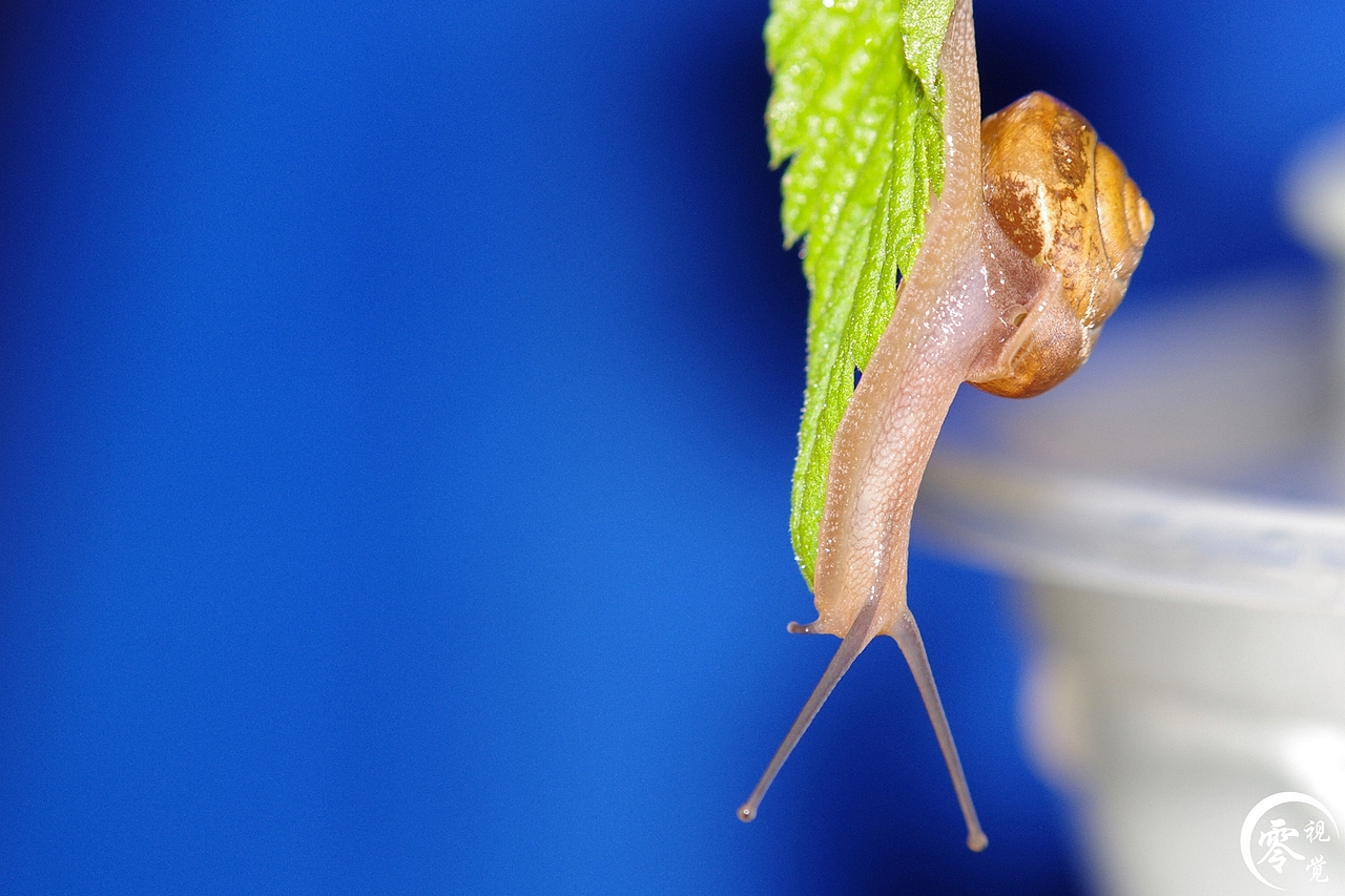 动物世界（图ZNDA1MDgyMzY=） - 宠物摄影 - 站酷设计师零视觉创意原创素材 - 站酷ZCOOL