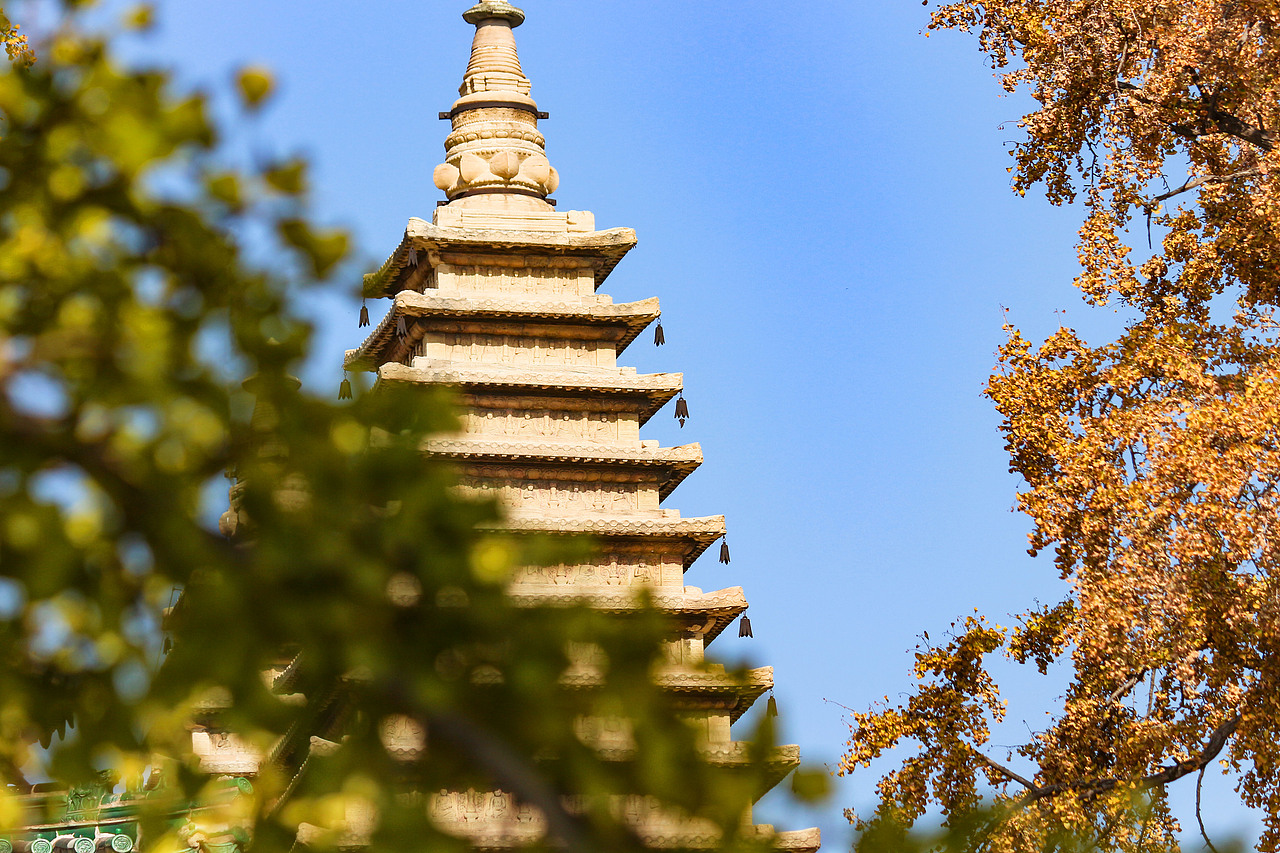 五塔寺银杏