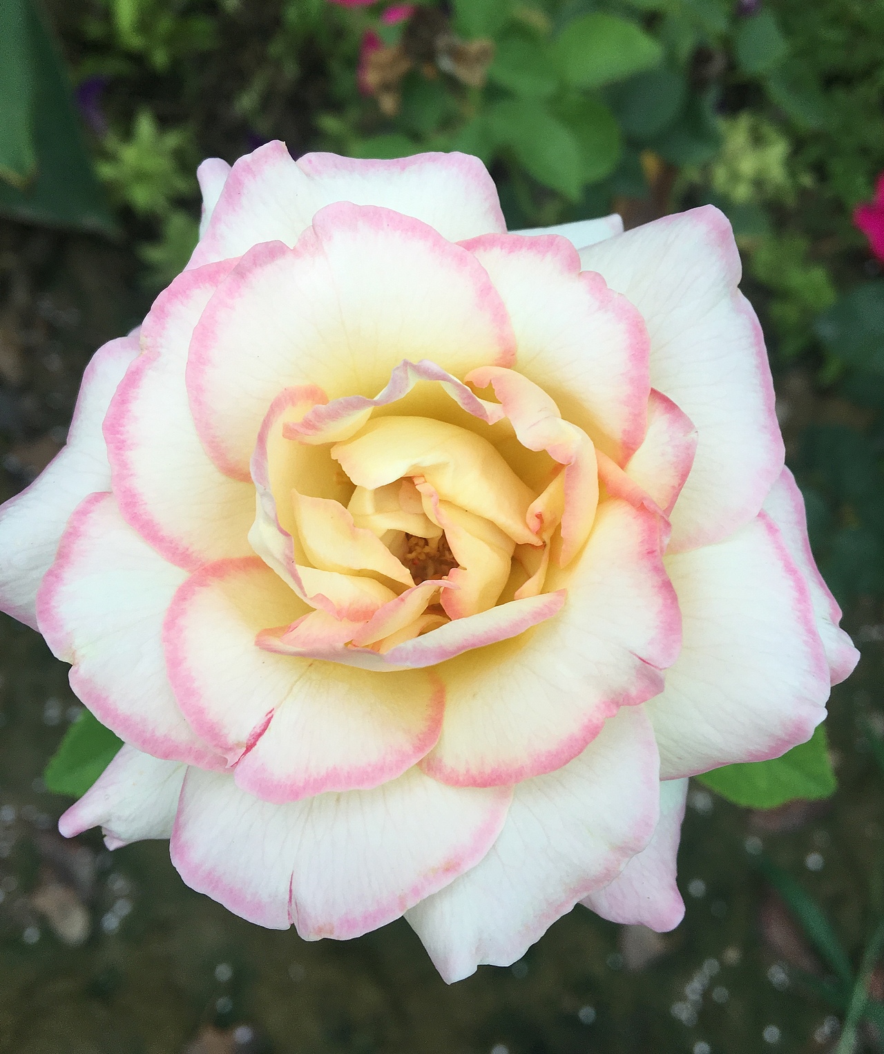 生活中的手机小摄影