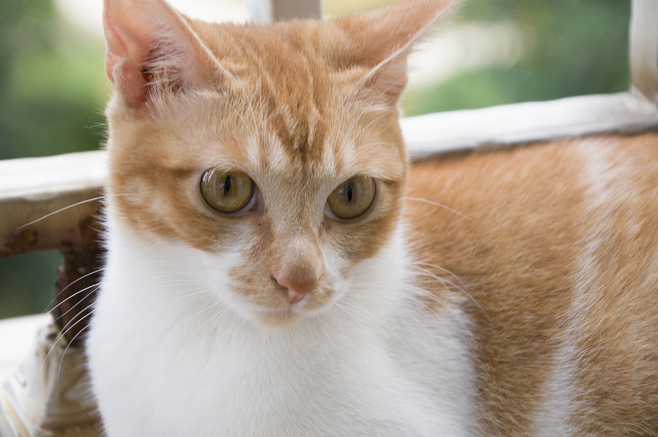 我家喵小奇。O(∩_∩)O哈哈~