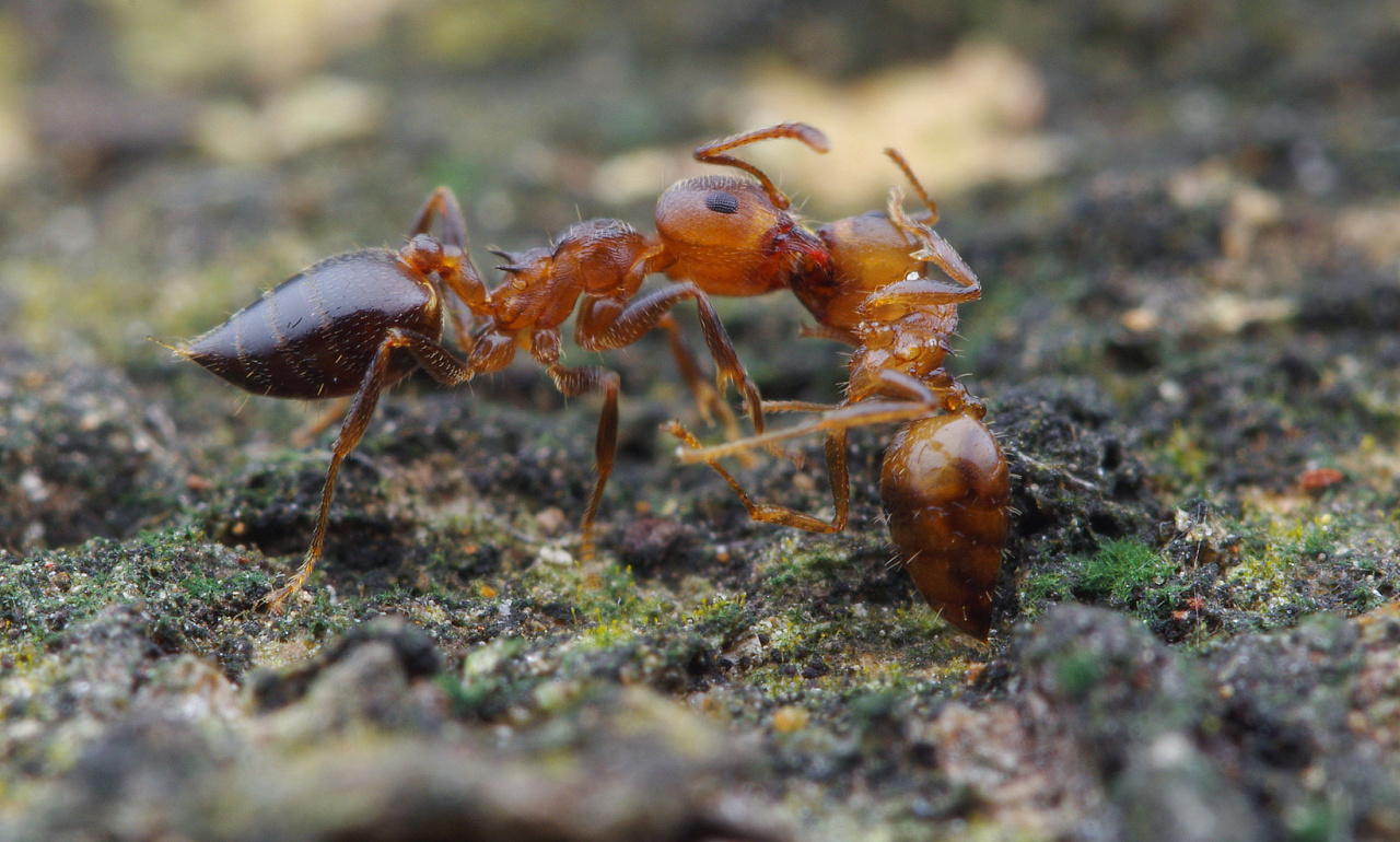 一对举尾蚁在打架