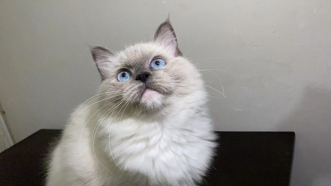 自家繁殖四月龄布偶猫,低价出售喜欢评论区留言