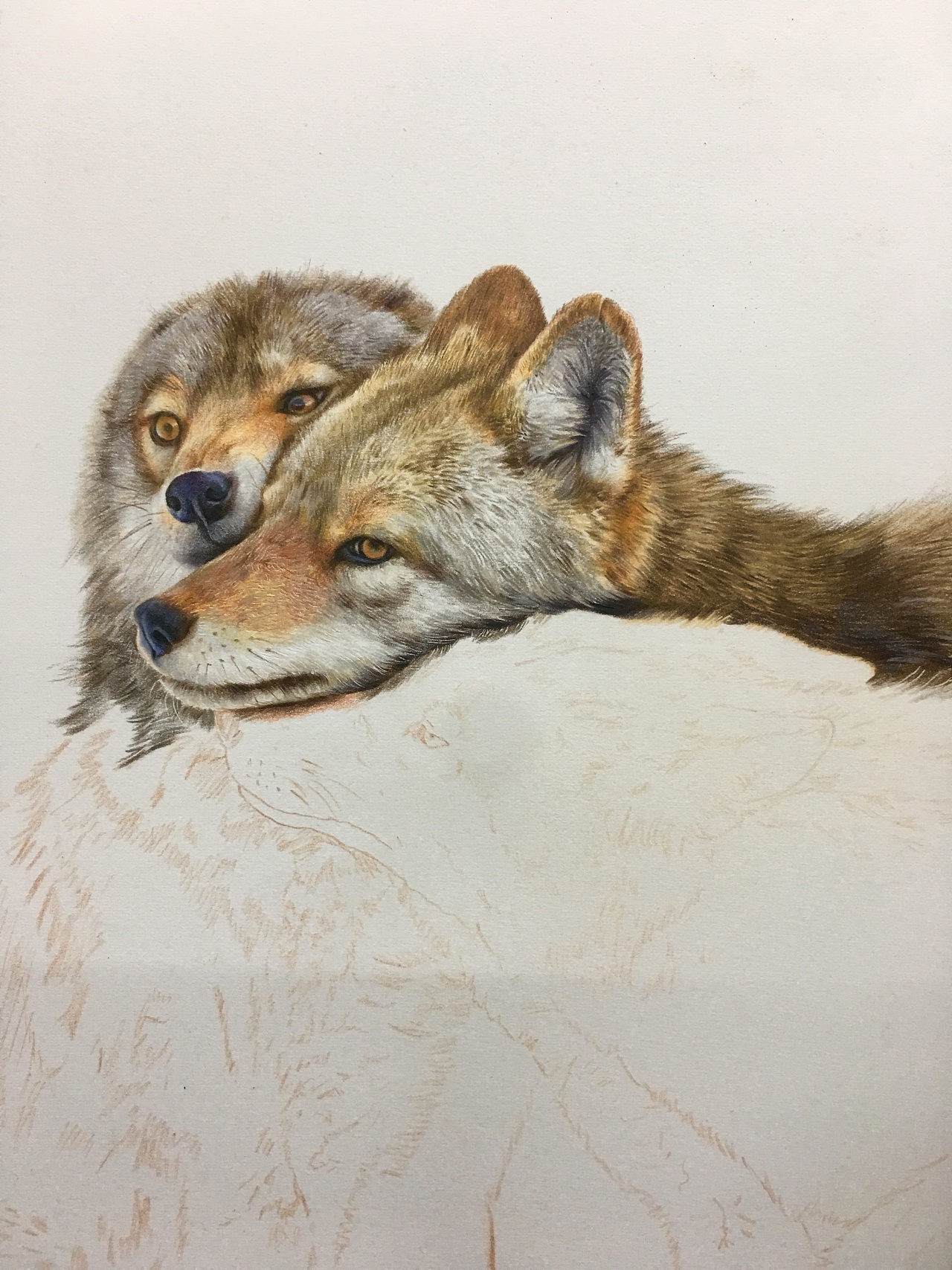 狼|纯艺术|彩铅|木华彩铅 - 原创作品 - 站酷 (zcool)