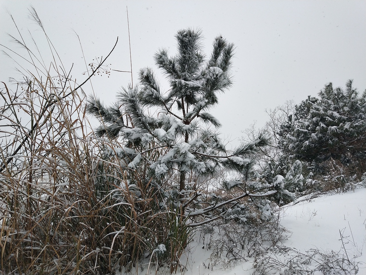 2018老家雪景——革命老区大别山麻城