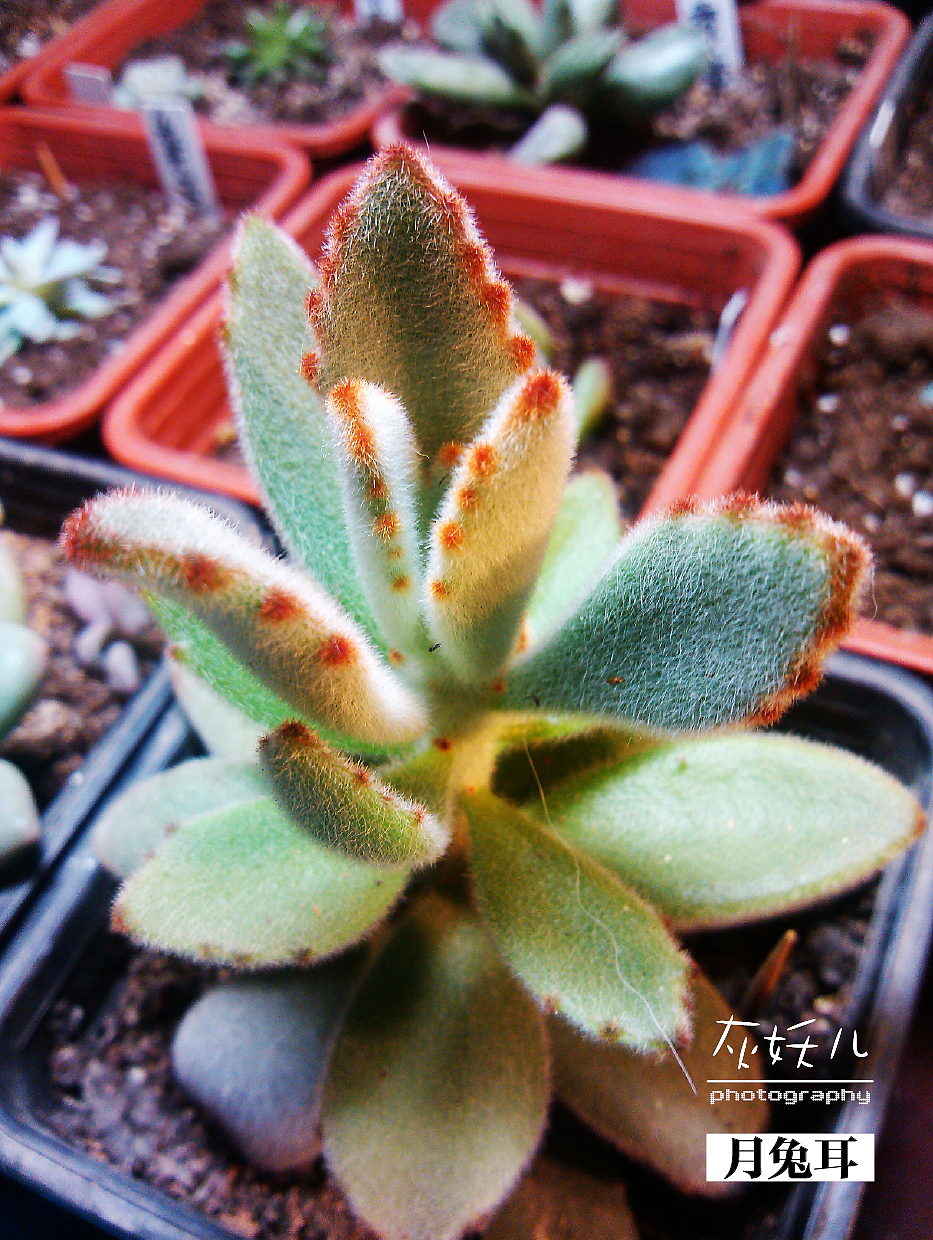 我家美丽的多肉植物（图ZOTU0NjAxNg==） - 其他摄影 - 站酷设计师灰妖儿原创素材 - 站酷ZCOOL