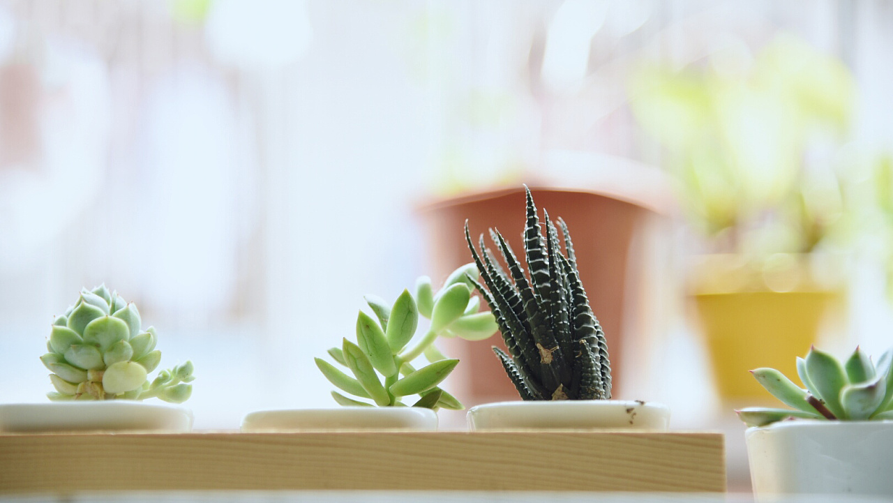 窗台上的多肉