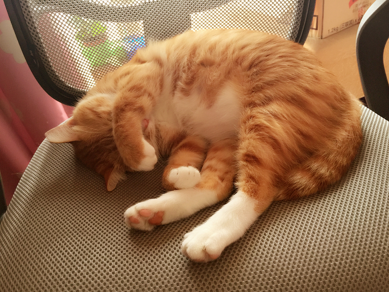 从前一只傲娇的猫叫咪傻~~~（图ZMjU3MTc4NTI=） - 宠物摄影 - 站酷设计师小阿匪原创素材 - 站酷ZCOOL