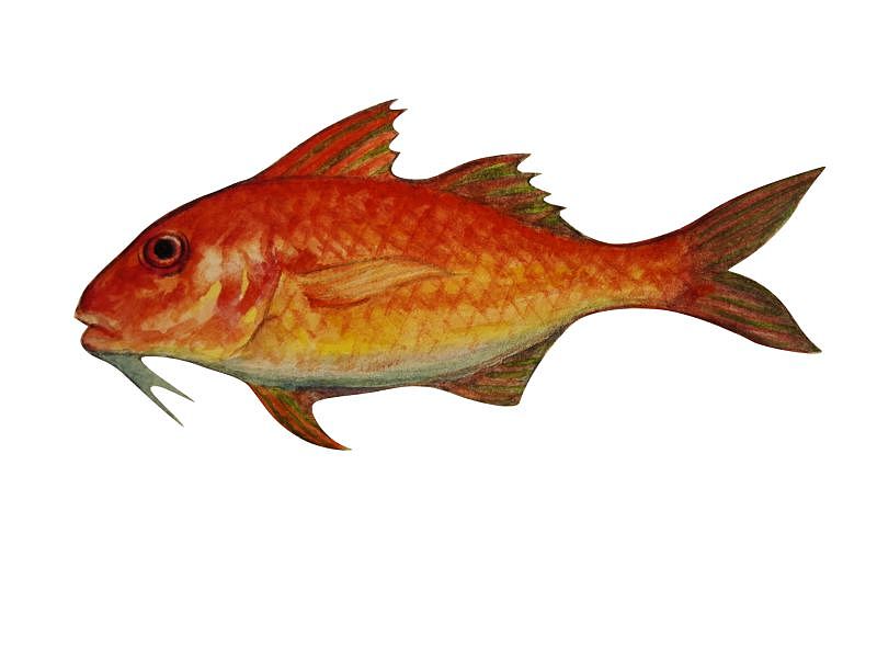 水彩手绘一发 2015.4（图ZNDQ0MjU4OTI=） - 创作习作 - 站酷设计师阿石原创素材 - 站酷ZCOOL