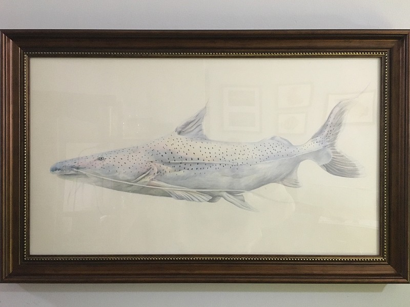 关于龙鱼的手绘彩铅画