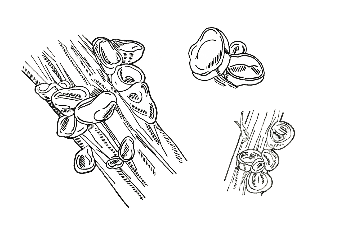 谷育霖产品包装图案元素（图ZNzk1MTM0NDQ=） - 图案 - 站酷设计师mhanhan0911原创素材 - 站酷ZCOOL