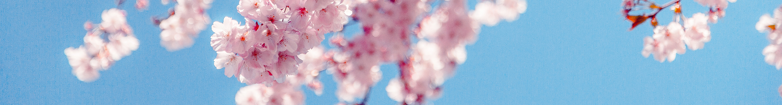 ALCharli的個(gè)人主頁（封面預(yù)覽） - 主頁封面設(shè)置 - 站酷設(shè)計(jì)師ALCharli原創(chuàng)素材 - 站酷ZCOOL