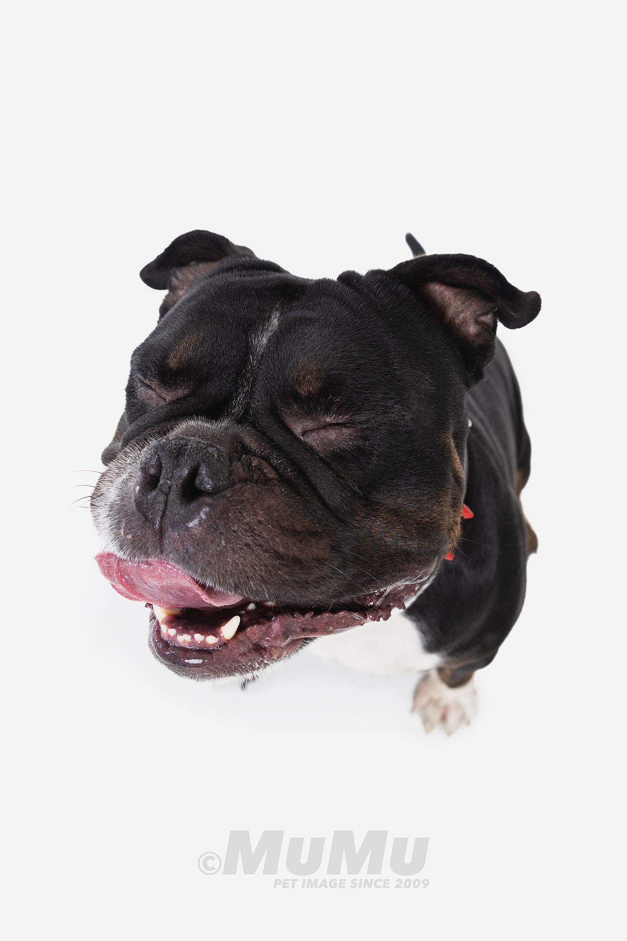 穆牧摄影-宠物摄影(2020总结1)