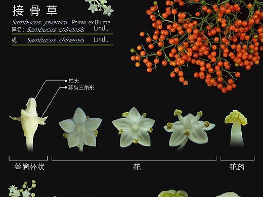 接骨草 Sambucus  javanica,紫茉莉Mirabilis jalapa