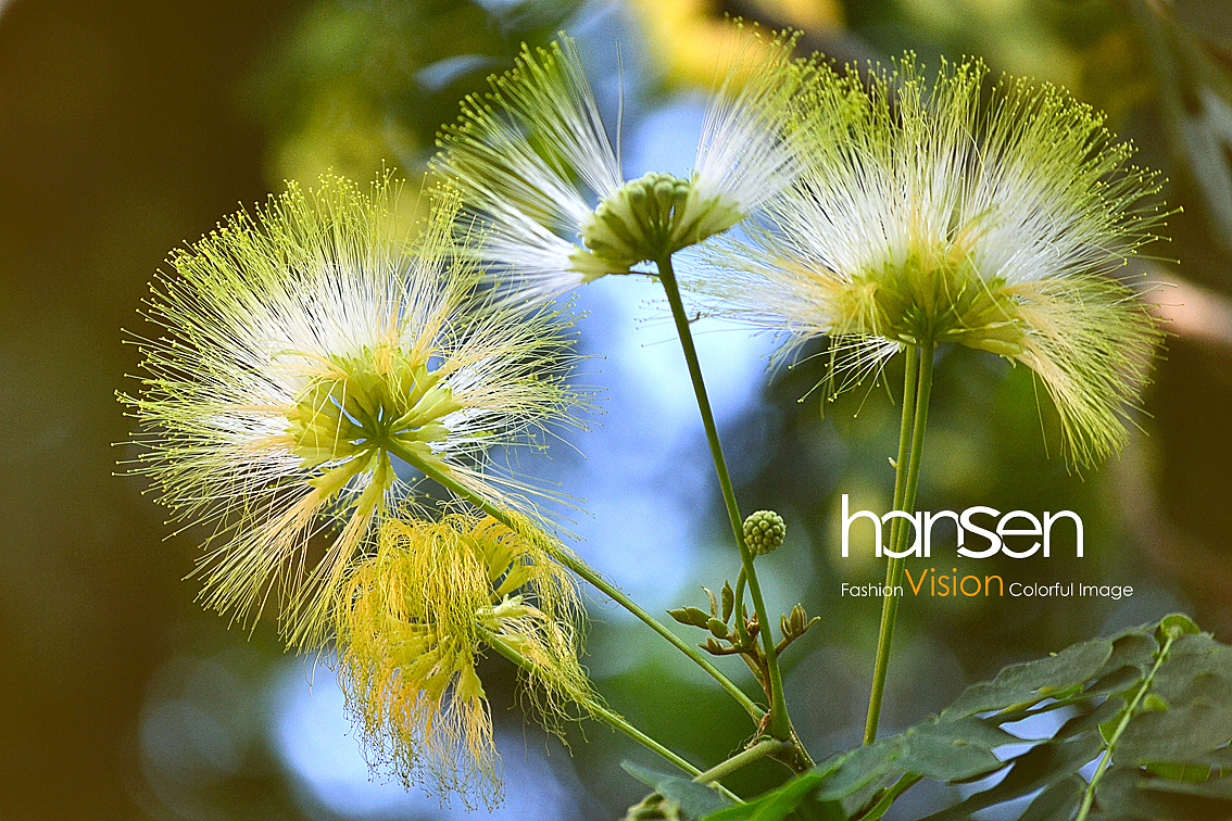 夜合欢,恰似孔雀又开屏!