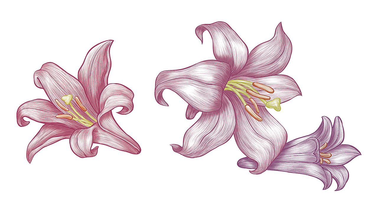 百合花（药材）-素描插画（图ZMjMyNTQ5MzAw） - 商业插画 - 站酷设计师丨MARXIN丨原创素材 - 站酷ZCOOL