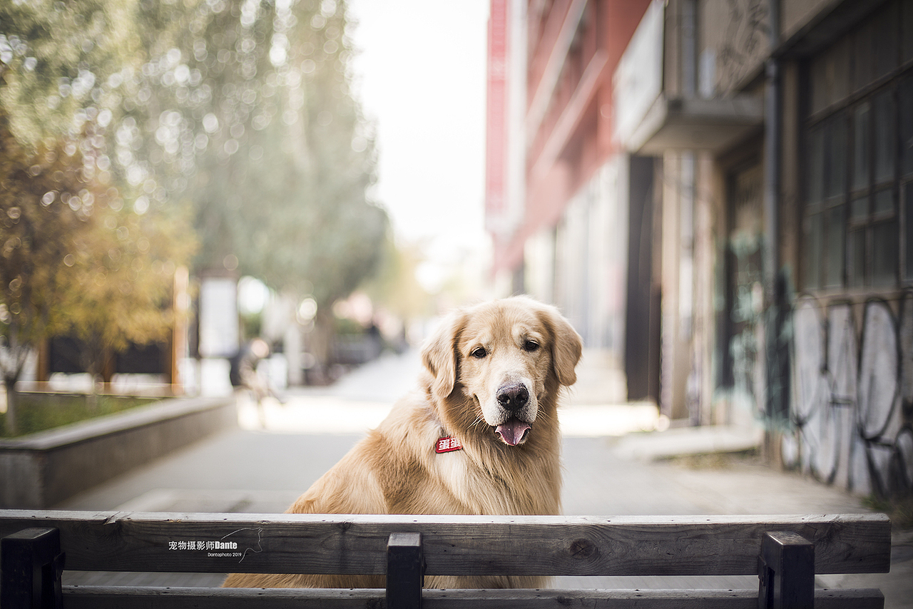 宠物摄影师dante