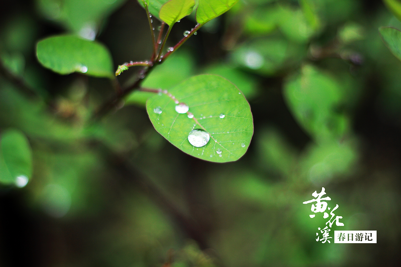 黃花溪·春日游記（圖ZMTU2NDcyMDg=） - 風(fēng)光攝影 - 站酷設(shè)計師羽驚林原創(chuàng)素材 - 站酷ZCOOL