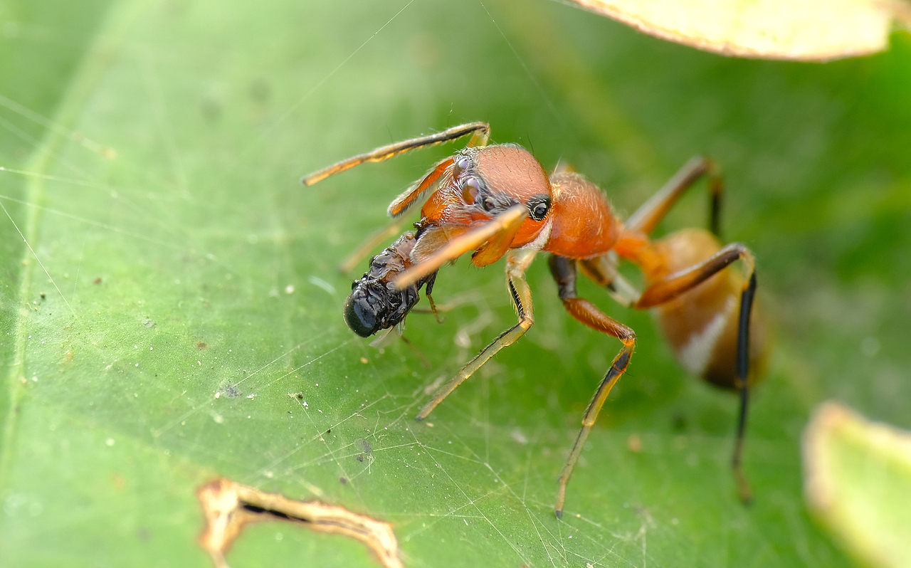 伪装蚂蚁的蚁蛛,专门跑蚂蚁洞吃蚂蚁