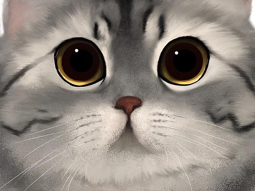 同事家的猫