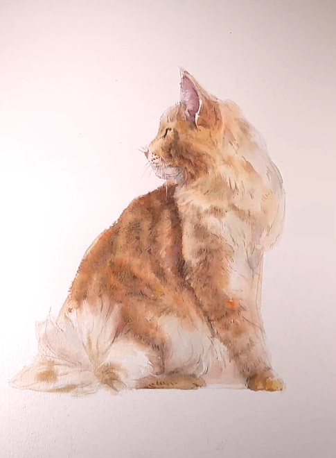 水彩原创绘画视频（黄猫）（图ZMTc5MDM3NTU2） - 绘画 - 站酷设计师萃艺博课堂原创素材 - 站酷ZCOOL