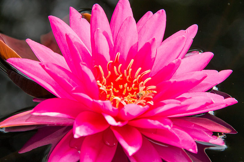 荷花——古猗园