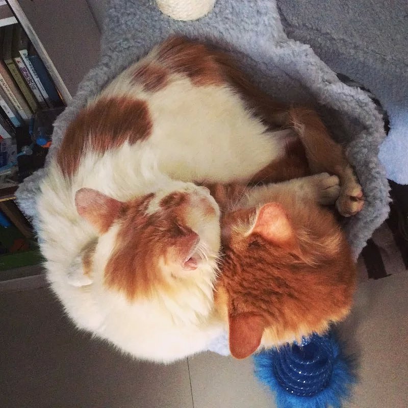 形影不离的“双”胞胎