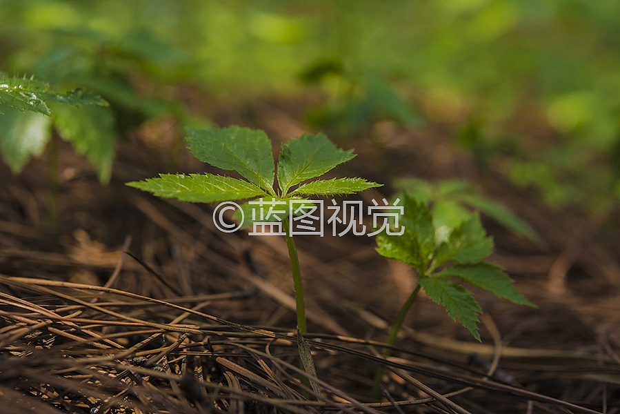 文山三七摄影（图ZODE1NDkwNjQ=） - 产品摄影 - 站酷设计师wsyhlr原创素材 - 站酷ZCOOL