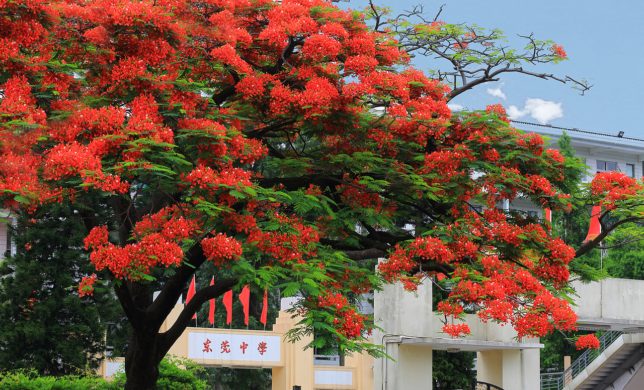 百年印记 知遇莞中