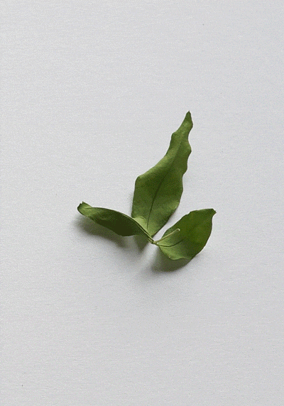 Dancing Leaves (GIF)（图ZNzU5NzE2NA==） - 产品摄影 - 站酷设计师一粒渣渣原创素材 - 站酷ZCOOL