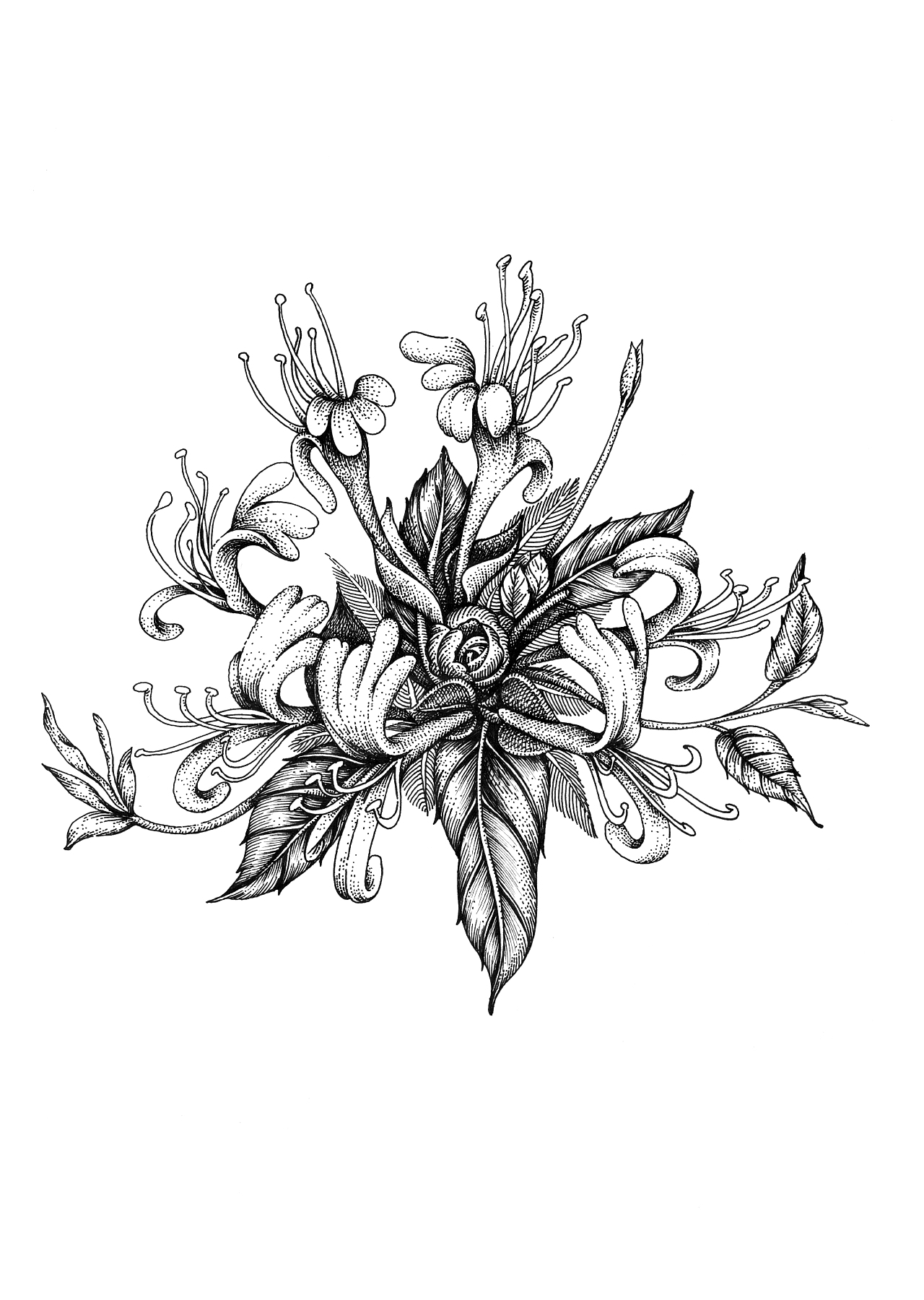 王老吉包装插画设计（图ZMjcyMzg4MDUy） - 商业插画 - 站酷设计师张贇ILLUSTRATION原创素材 - 站酷ZCOOL