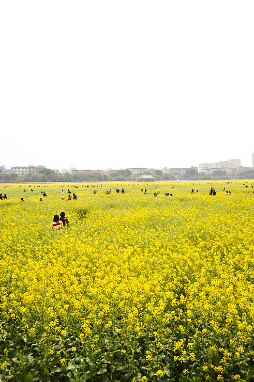莲花池，品油菜~（图ZNDk4NzM4OA==） - 风光摄影 - 站酷设计师yestin原创素材 - 站酷ZCOOL