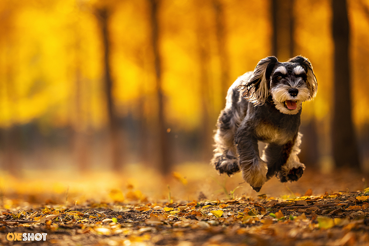 北京的秋天太美了