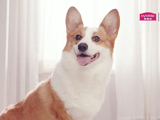 宠物粮食视频 | 麦富迪X珀珀宠影