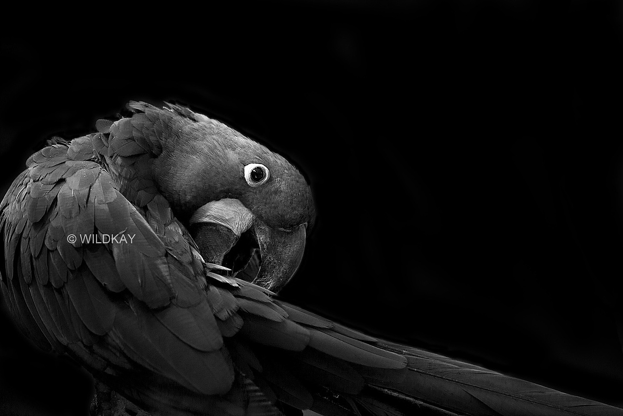 纯影调动物黑白摄影（图ZMjIwOTI3Njg=） - 宠物摄影 - 站酷设计师WildKay原创素材 - 站酷ZCOOL