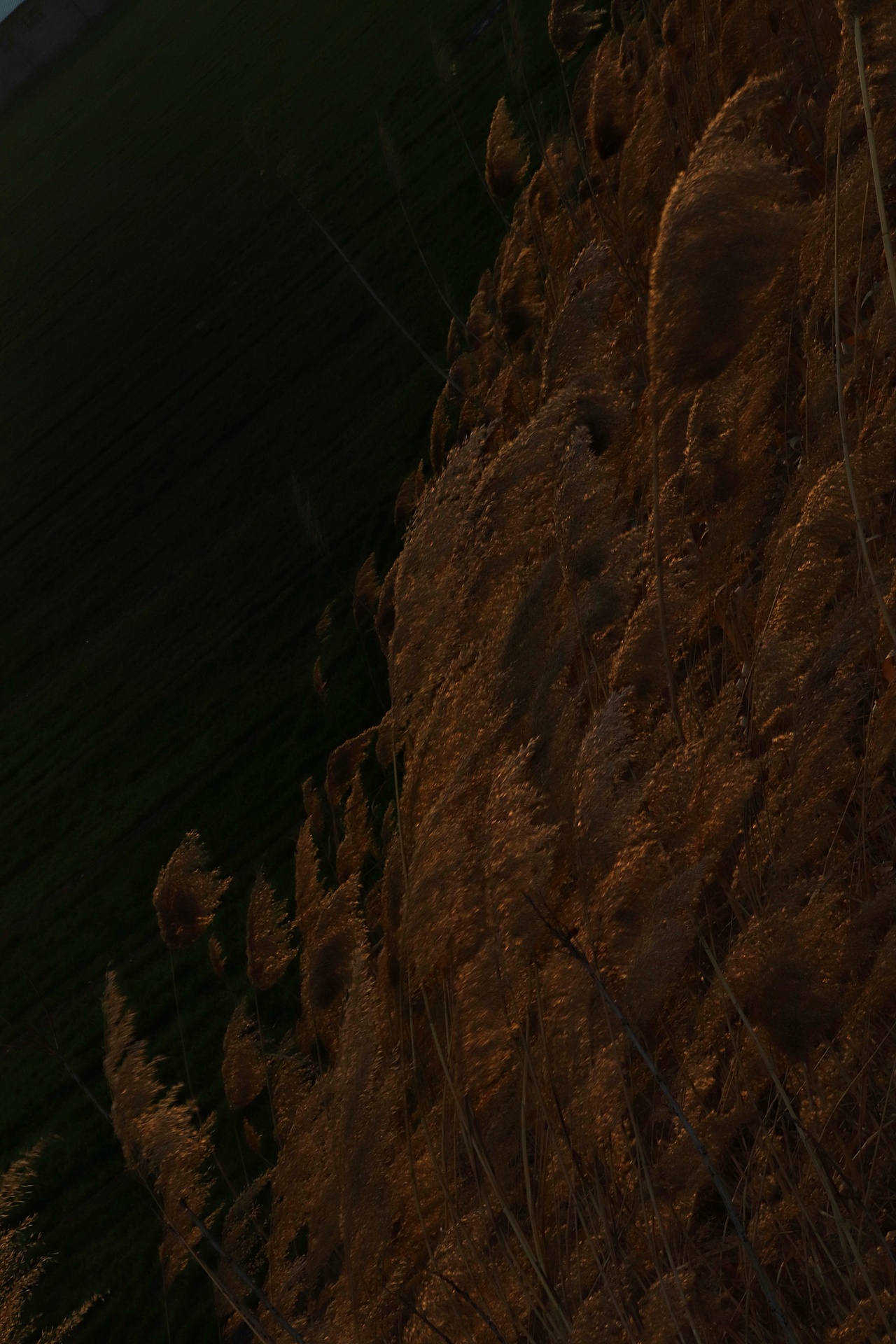 芦苇微微芦苇荡漾