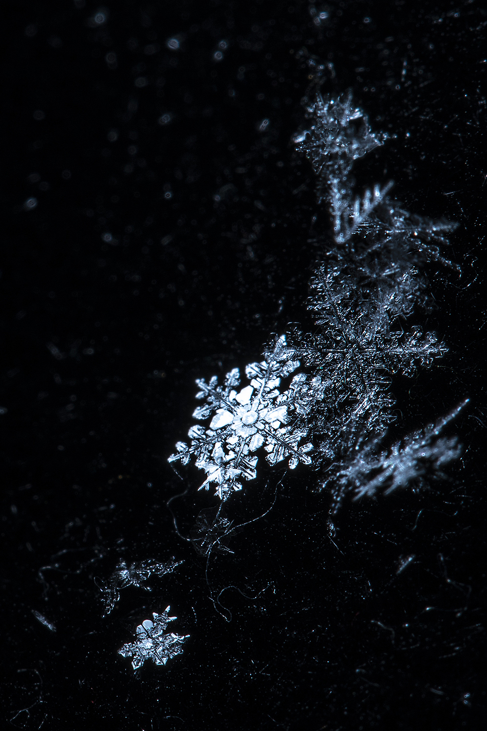 雪花微距 | 施华洛世奇（图ZMjg4MzQwMjE2） - 时尚/艺术摄影 - 站酷设计师__afra_原创素材 - 站酷ZCOOL