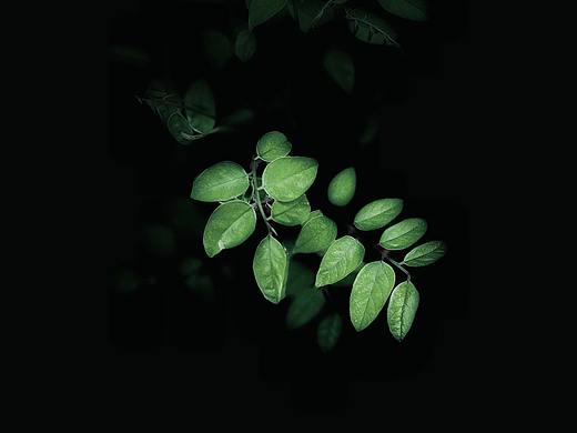 春日天台上的植物都开始苏醒了