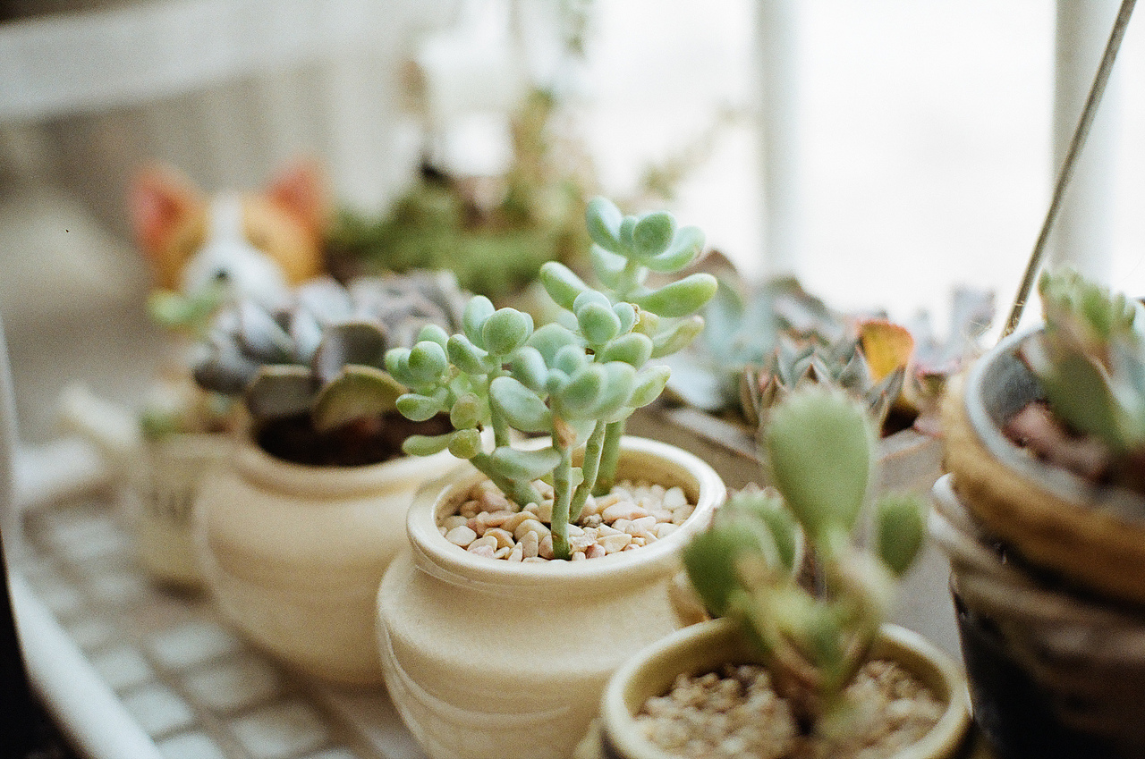 日常胶片摄影（图ZMTA3MDQ5Mjg0） - 人像摄影 - 站酷设计师ohwoonyoung原创素材 - 站酷ZCOOL