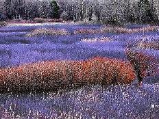 当枫叶红的田野遇上长春花蓝（个人主页-ZNTY5MzE0MDg=） - 修图/后期 - 站酷设计师studying辛辰原创素材 - 站酷ZCOOL